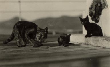 HMS London album. Commission 1929-1931. Ships' cats